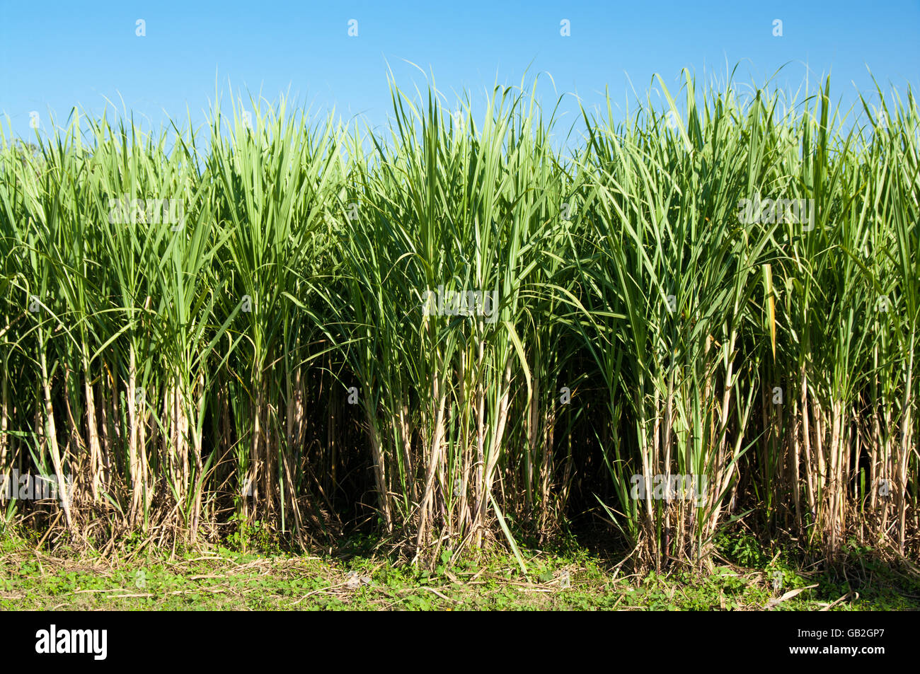 Sugar Cane crops in Mexico Stock Photo Alamy