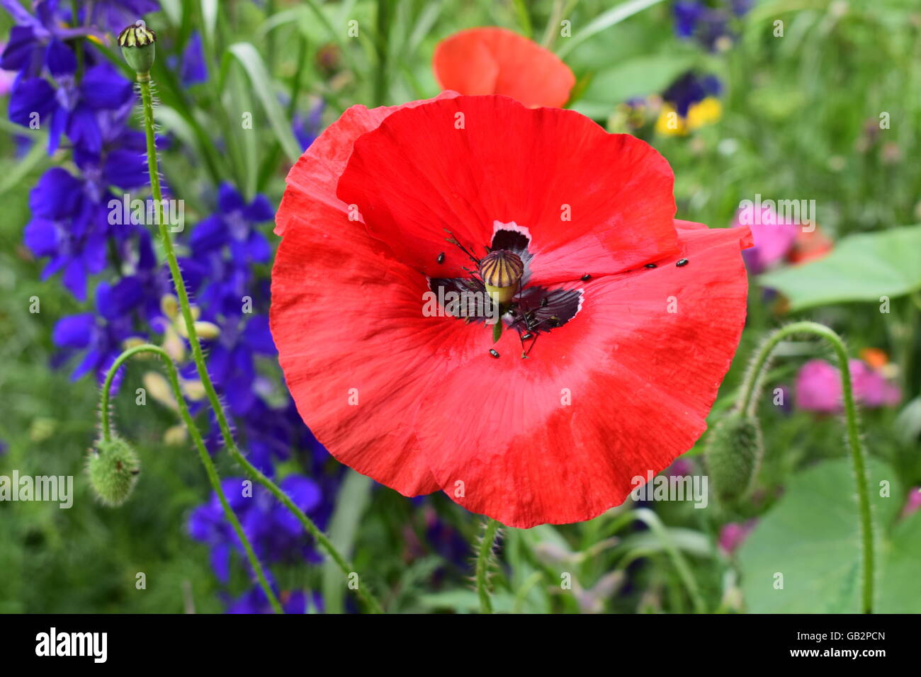 Small black flies against vibrant red poppy leaves Stock Photo