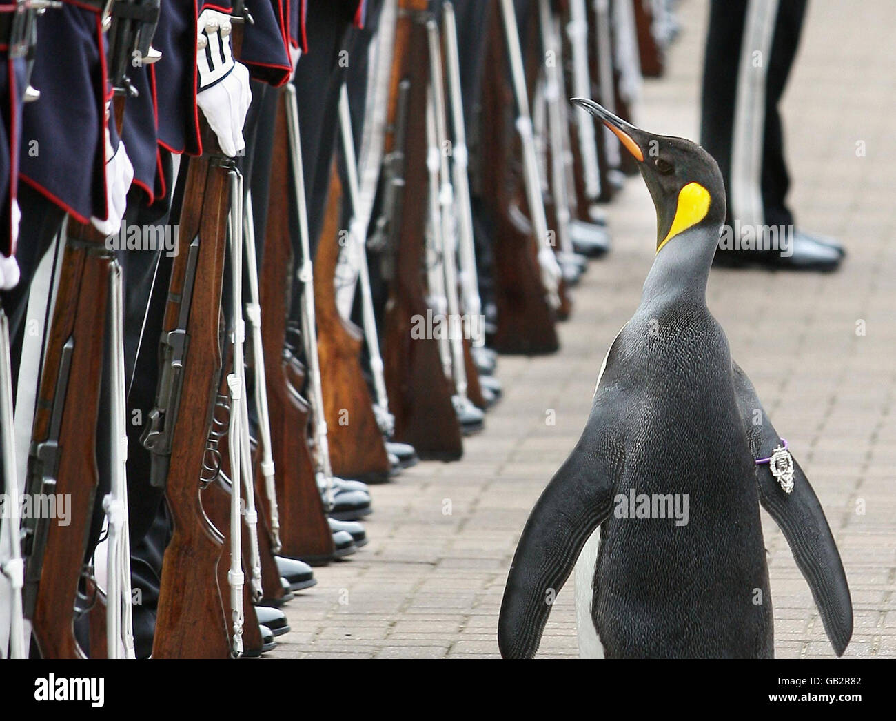 Edinburgh zoo penguin and colonel in chief of the norwegian kings guard
