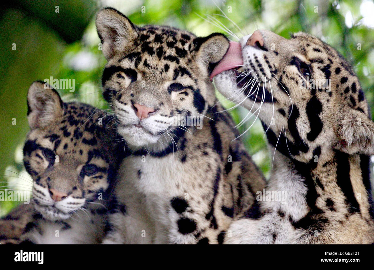 Clouded Leopard Cubs Hi res Stock Photography And Images Alamy Clouded Leopard Cubs Hi res Stock Photography And Images Alamy