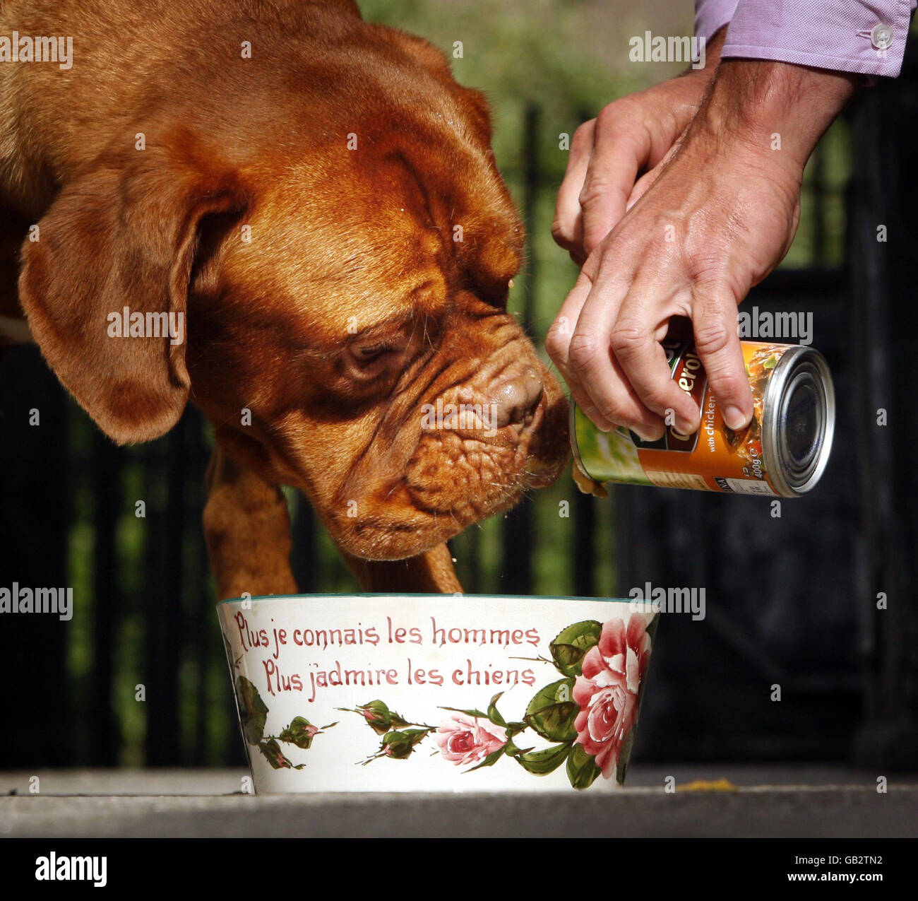 Antique dog bowls hi res stock photography and images Alamy