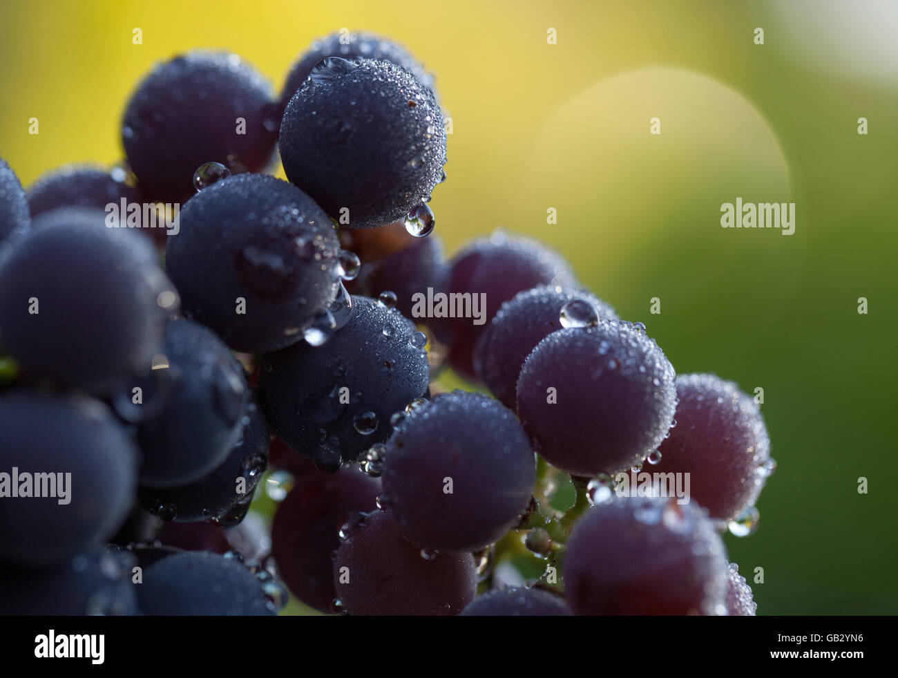 Bunch of Grapes with water droplets Stock Photo