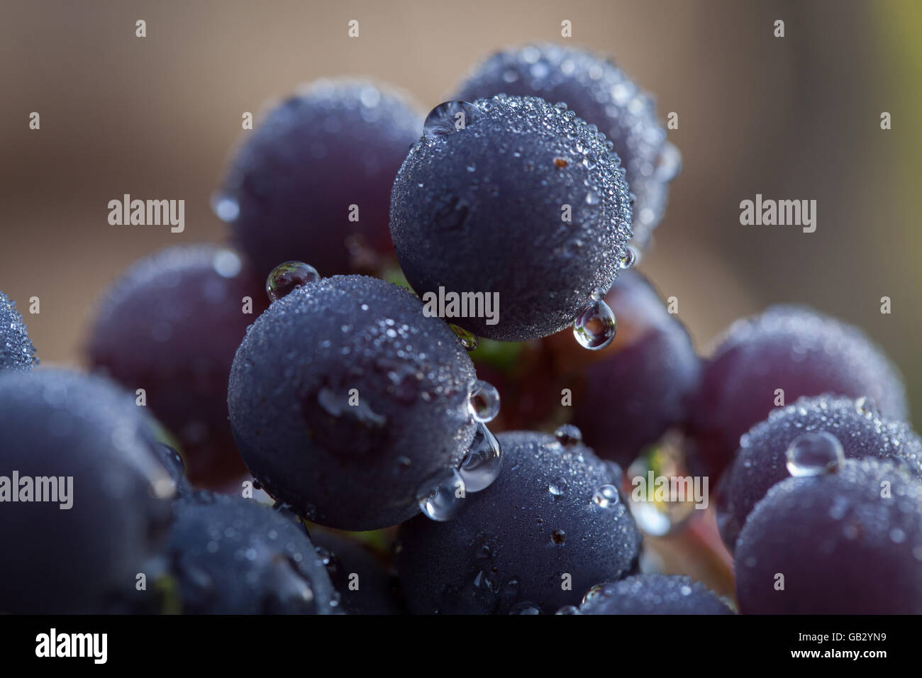 Bunch of Grapes, with water droplets from Sweden Stock Photo