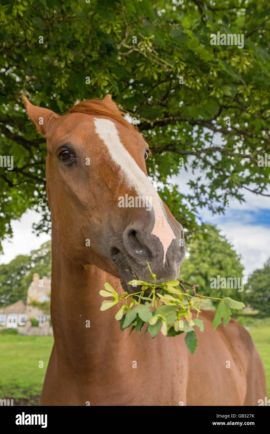 Horse eating leaves from a tree in a Cotswold field, England, UK Stock