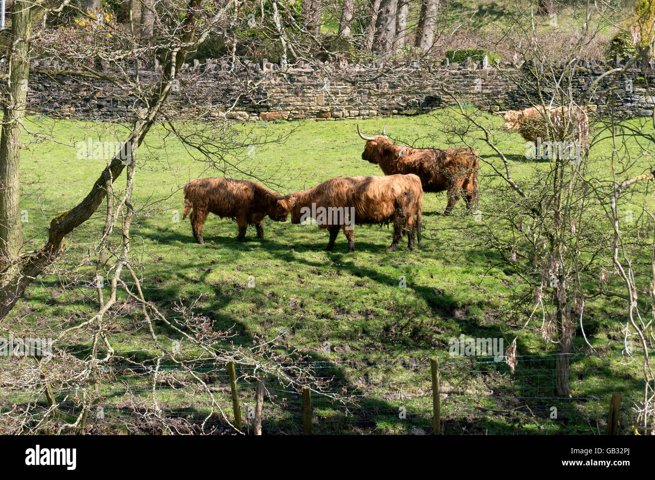 Highland cattle in field, Luddenden Foot, West Yorkshire Stock Photo