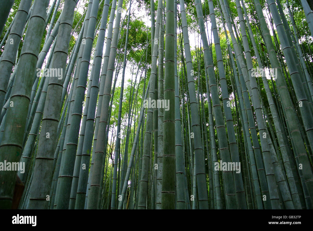 Bamboo forest in Arashiyama Kyoto Japan Stock Photo