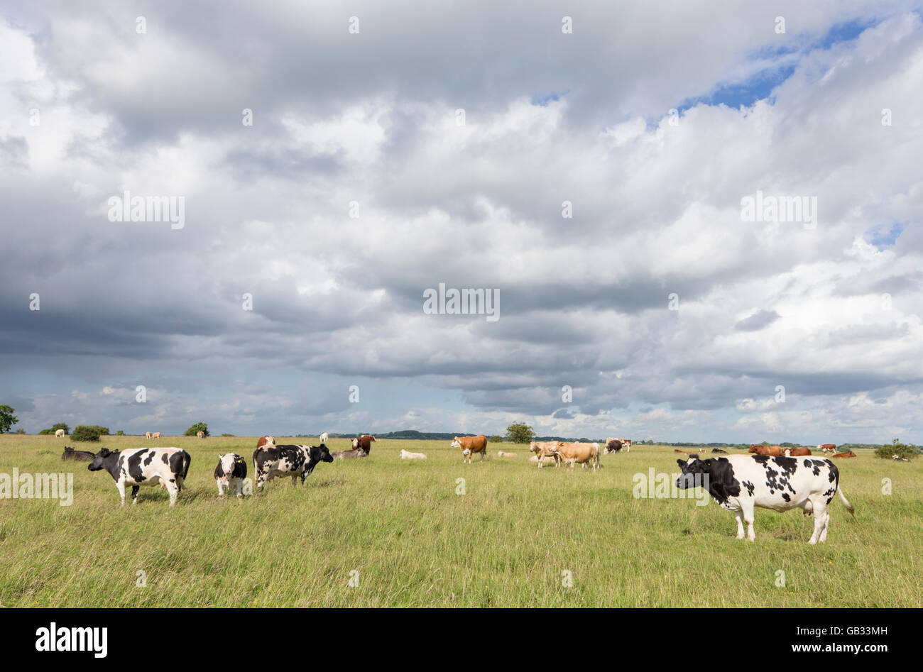 Grassland management, cattle grazing on Rodborough Common, Stroud, Gloucestershire, England, UK Stock Photo