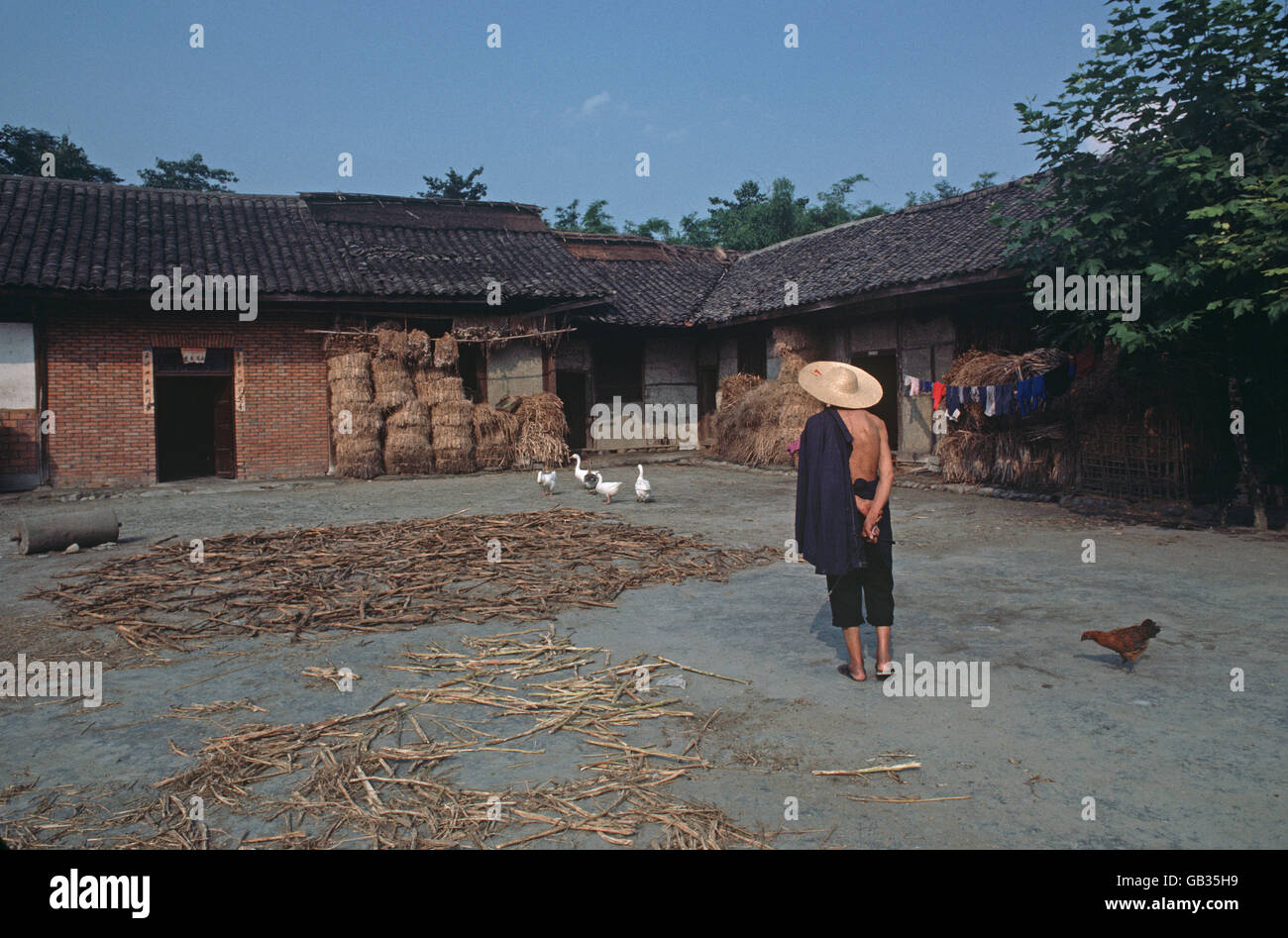 farmer with geese in Sichuan village, China Stock Photo