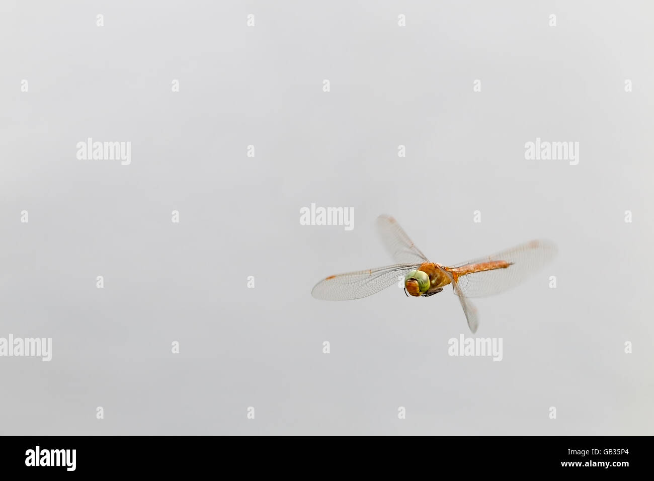 Norfolk Hawker (Anaciaeshna isosceles) dragnofly in reed bed marsh, Norfolk, England, United kingdome Stock Photo
