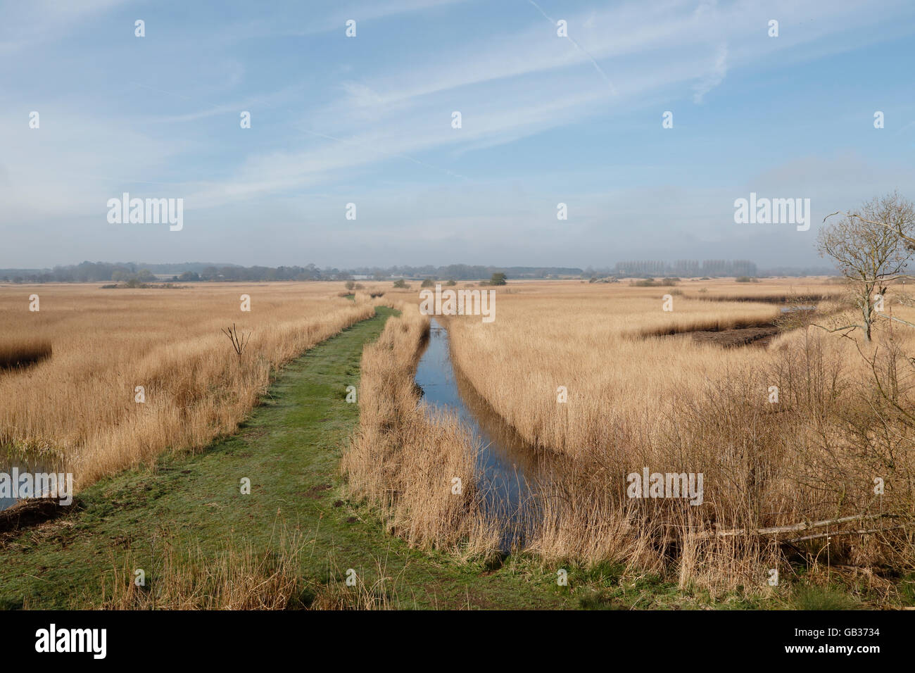 View of Minsmere RSPB reserve, Suffolk, England, United Kingdom Stock Photo
