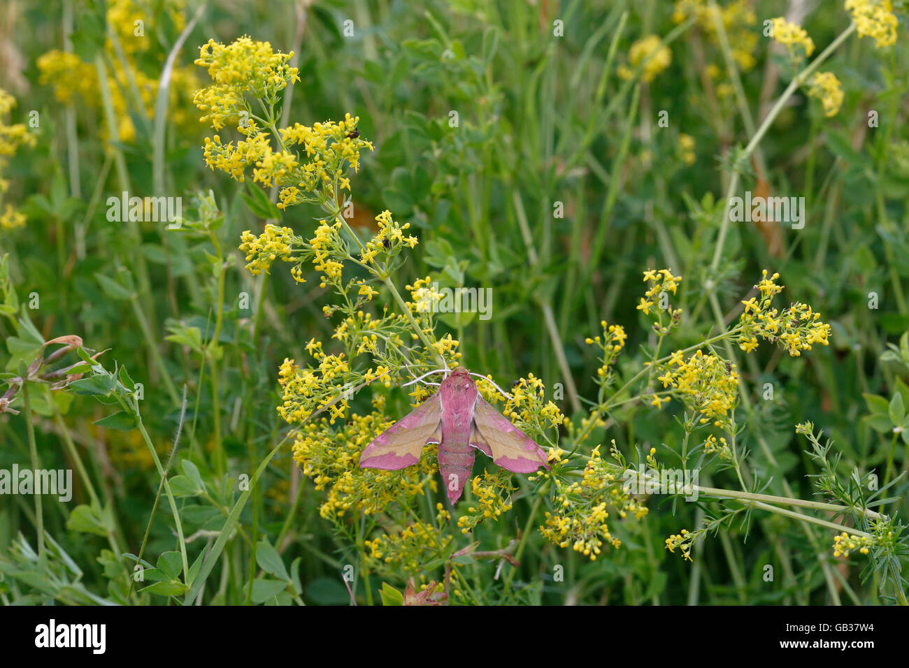 Small Elephant Hawk Moth (Deilephila porcellus) adult resting on Lady's Bedstraw (Galium verum) flower, Bedfordshire, England Stock Photo