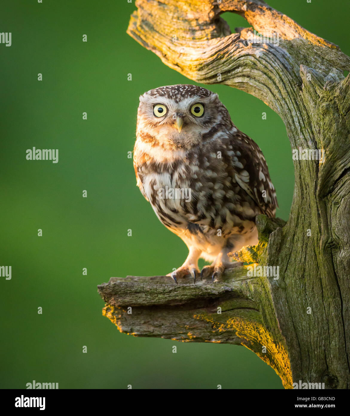 Little Owl Posing Stock Photo Alamy