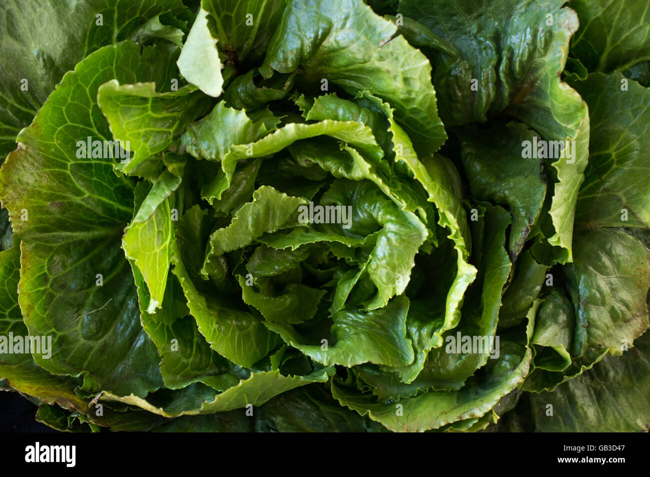 https://c8.alamy.com/comp/GB3D47/bunch-of-collard-green-leaves-in-farmers-market-close-up-image-GB3D47.jpg