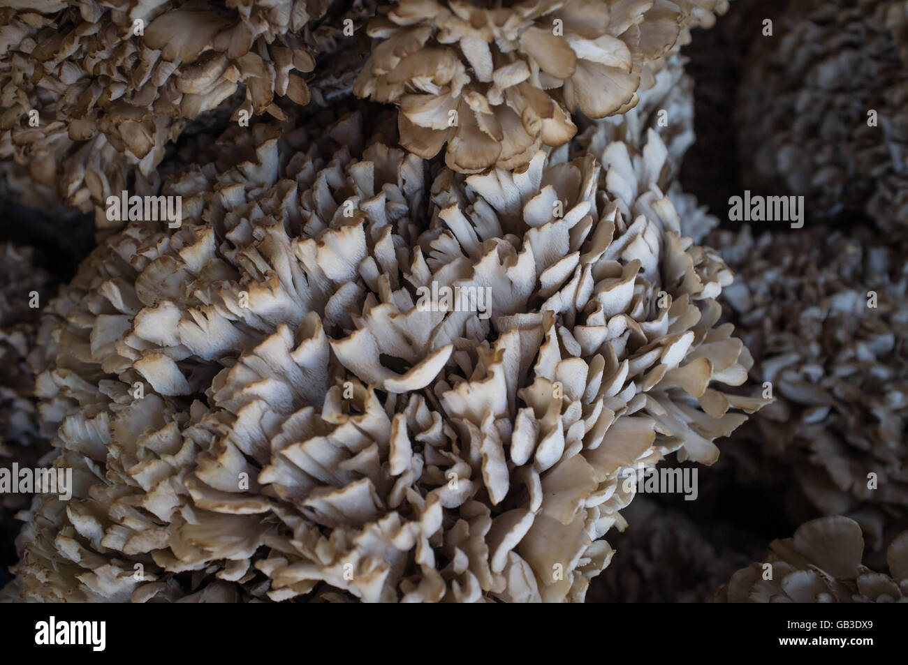 Closeup pile of gourmet cauliflower mushrooms at local farmers market Stock Photo