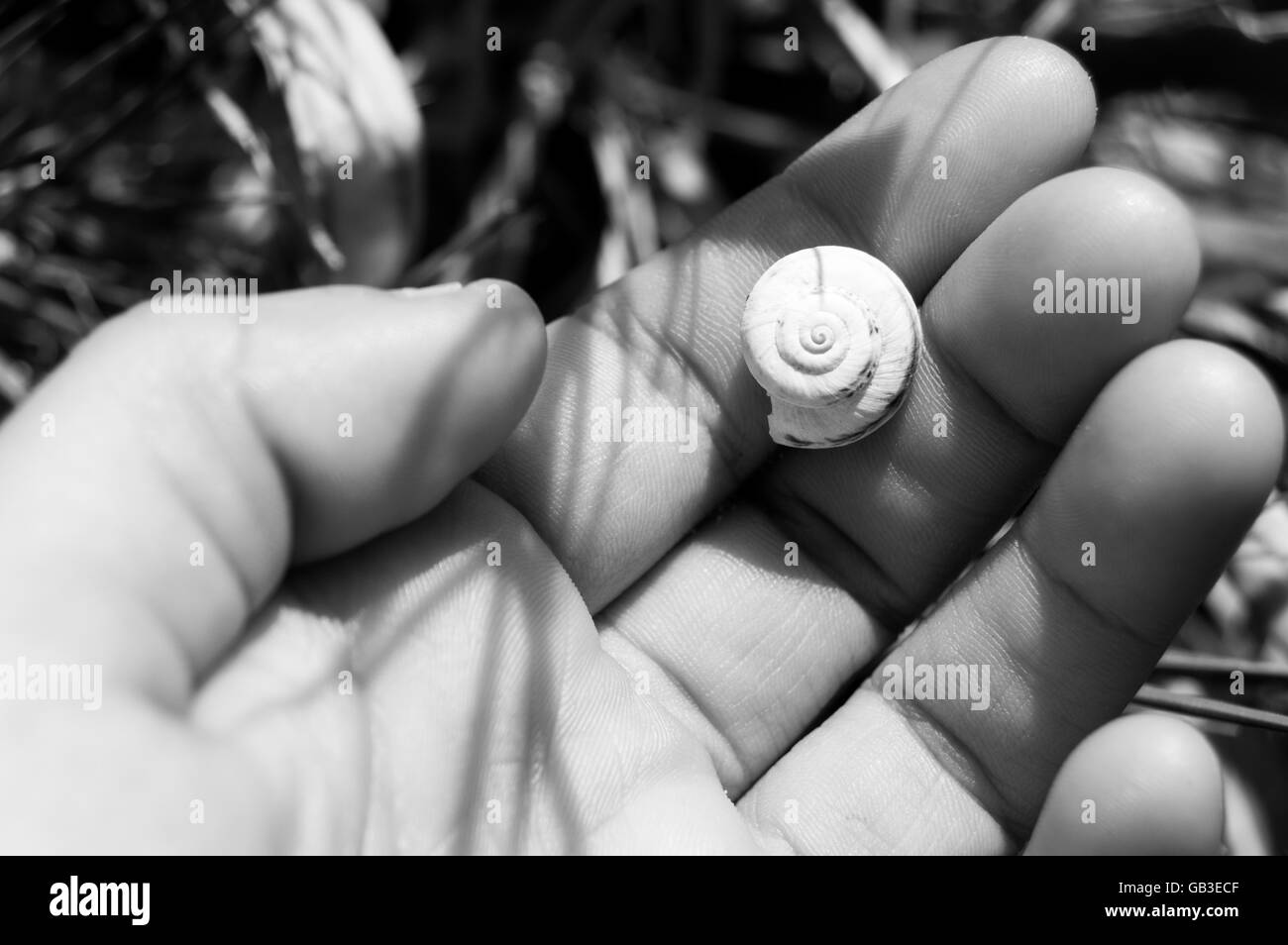 hand and snail shell Stock Photo - Alamy