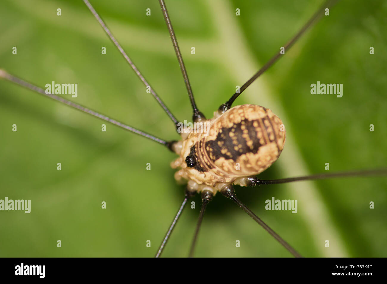 A daddy longlegs perched on a plant leaf. Stock Photo