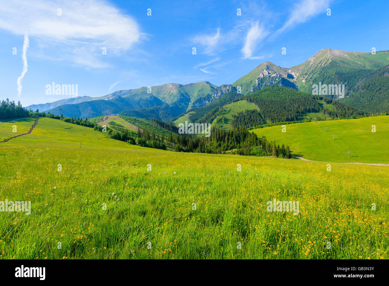 Yellow flowers on green meadow in summer landscape of Tatra Mountains, Slovakia Stock Photo
