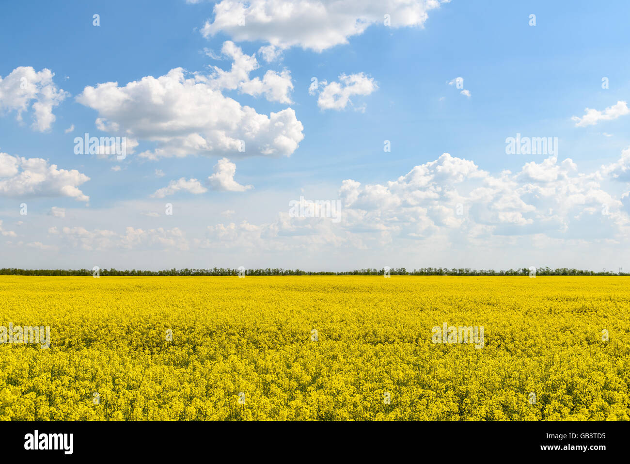 Yellow Rapeseed Flowers Field With Blue Sky Stock Photo - Alamy