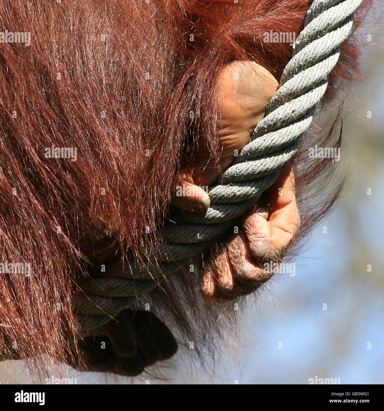 Close up of the hind foot of a mature male Bornean orangutan (Pongo pygmaeus) balancing on a rope Stock Photo