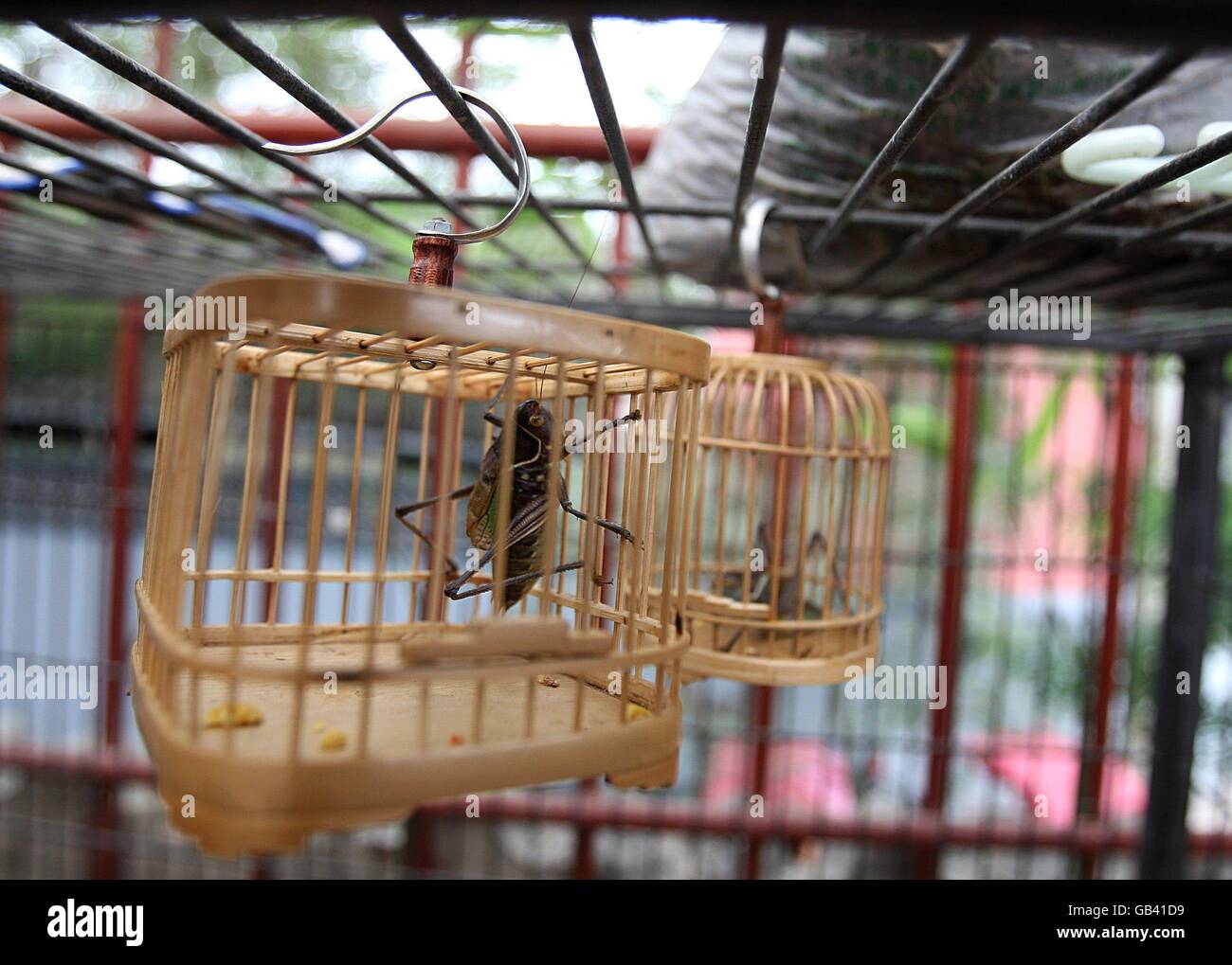 Olympics - Beijing Olympic Games 2008. Grasshoppers hanging in cages in Beijing, China. Stock Photo