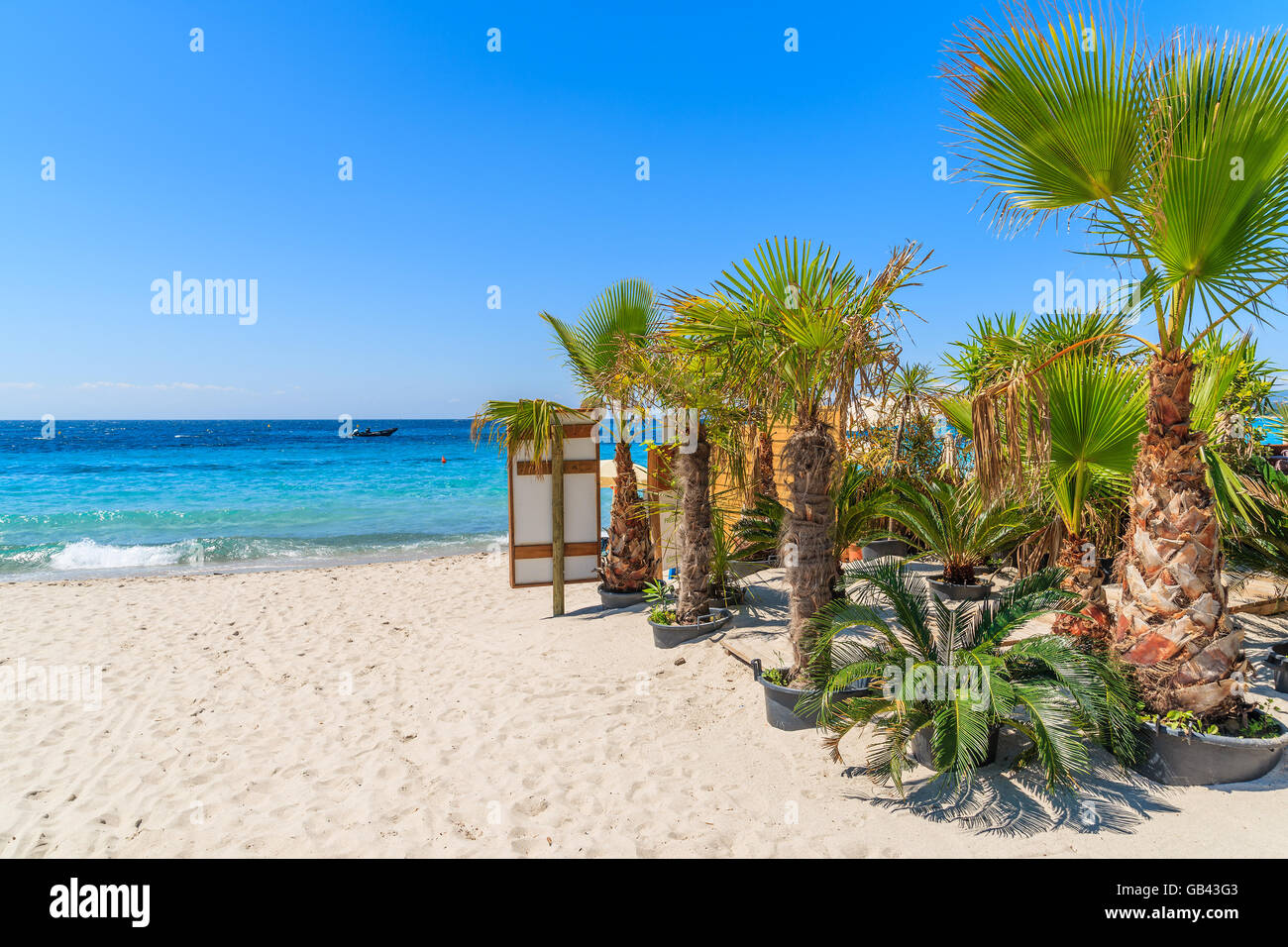 Palm trees on white sand Palombaggia beach, Corsica island, France Stock Photo