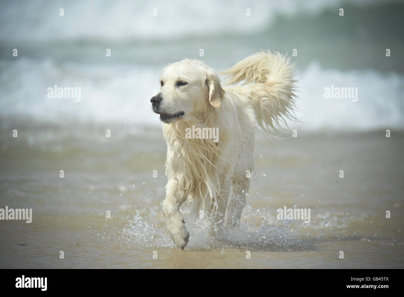 Animals - Dog. A Golden Retriever dog on Fistral Beach, Newquay. Picture date: Stock Photo