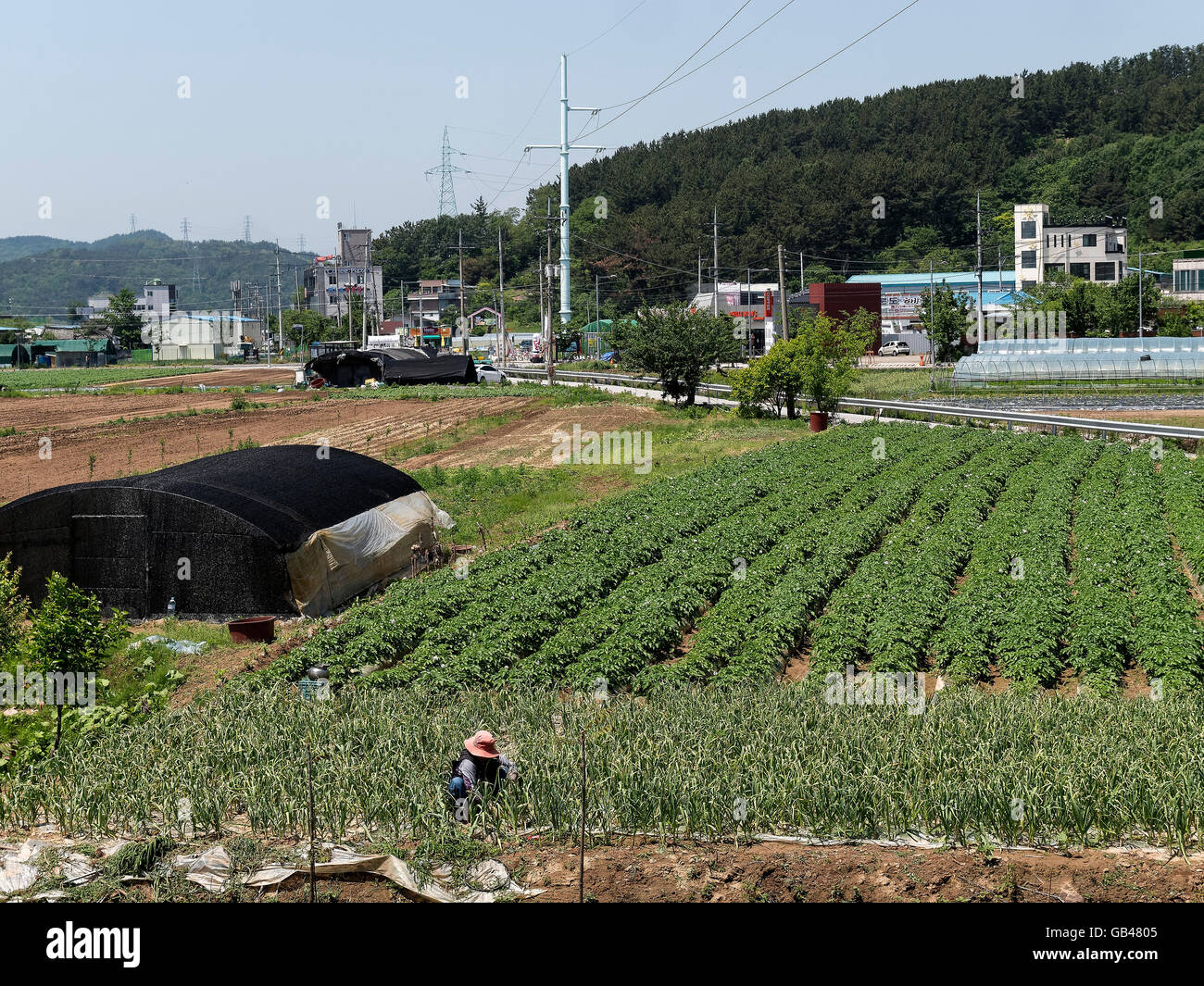 agriculture  in Daegu,  province Gyeongsangbuk-do, South Korea, Asia Stock Photo