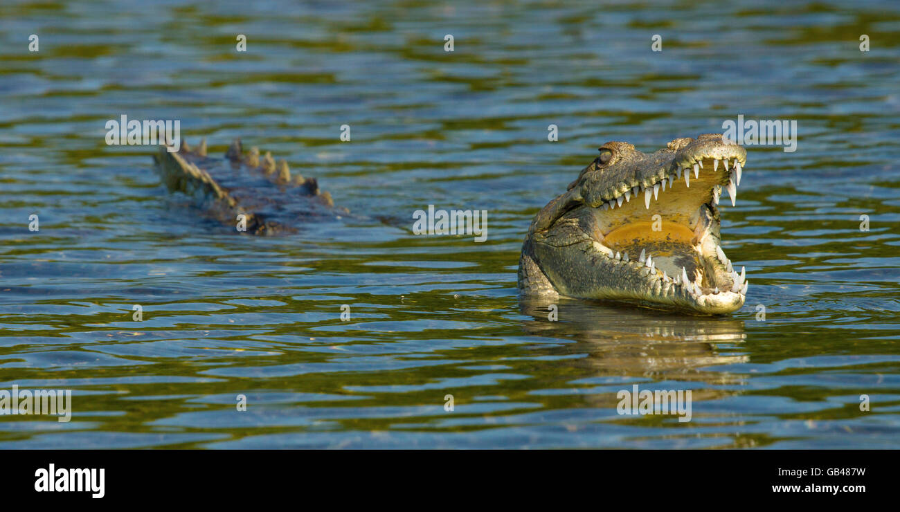 American crocodile Stock Photo
