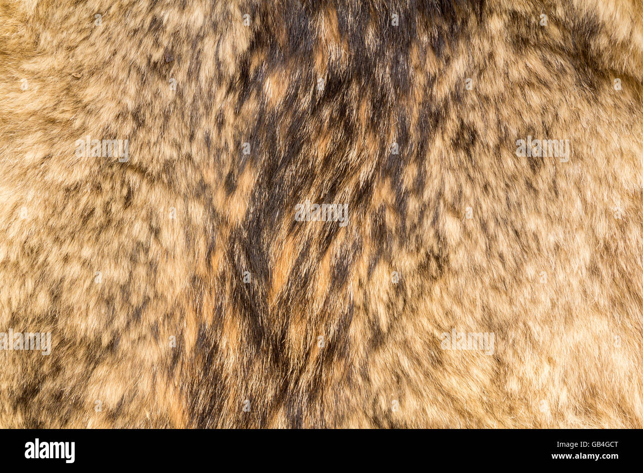 the background texture of the fur pelt of a wild Wolf Stock Photo