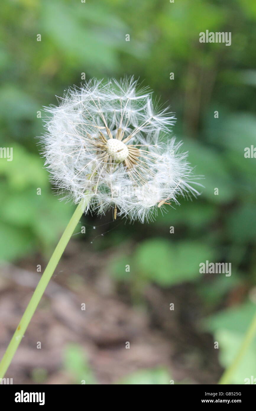 A dead dandelion at the Morton Arboretum in Lisle, Illinois, USA Stock Photo