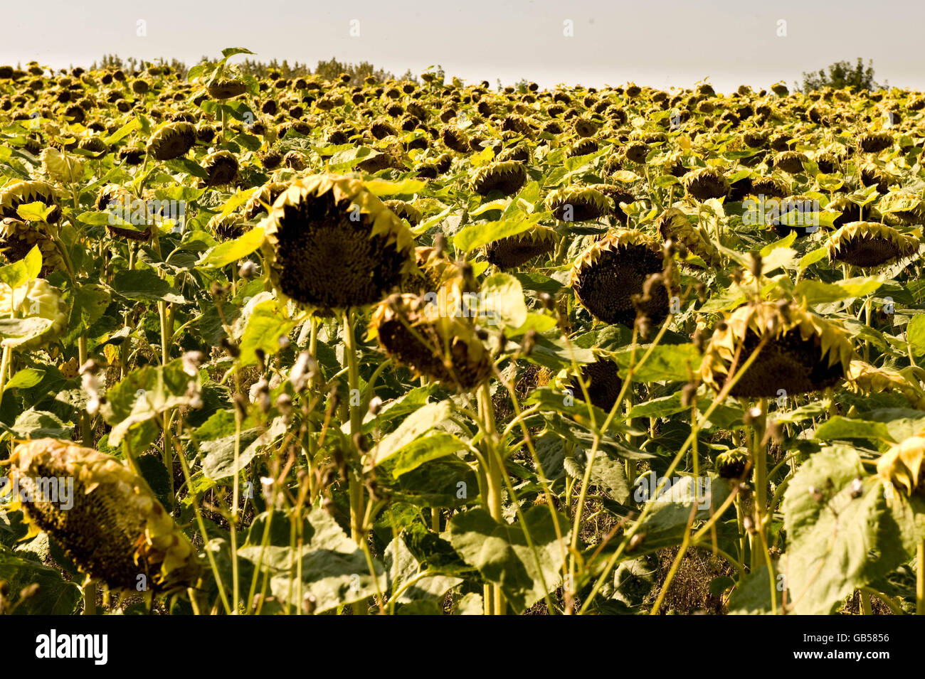 STANDALONE PHOTO Wilting sunflowers soak up the last of the sunshine in