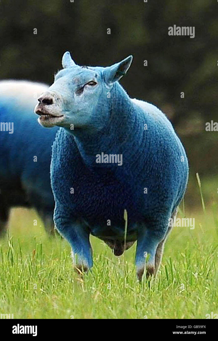 A general view of sheep on a farm near the A19 in Newcastle that have been marked with blue dye. Stock Photo