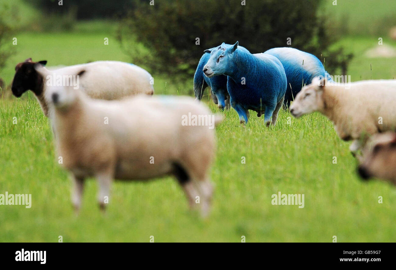 Sheep marked blue dye in newcastle hires stock photography and images