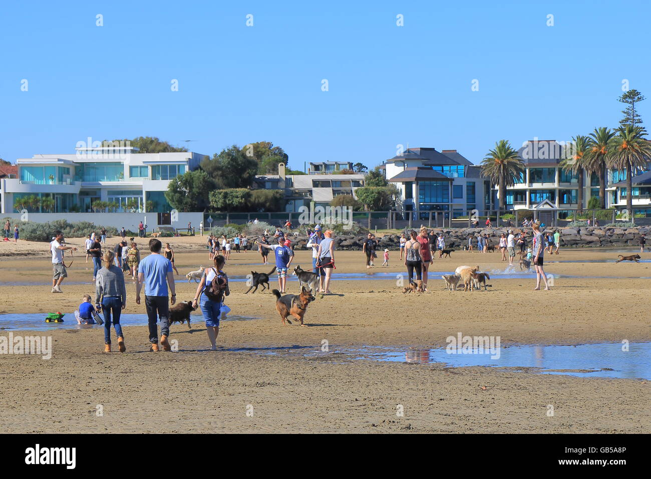 Melbourne dog dogs hires stock photography and images Alamy
