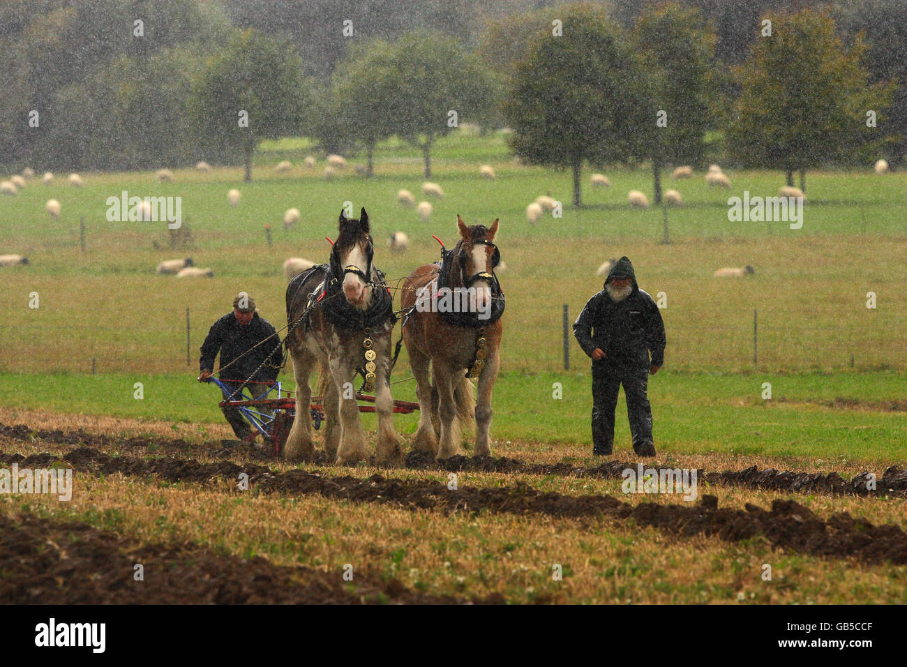 Heavy horse handlers steer their horses during a ploughing display, part of the Autumn Countryside Show at the Weald and Downland Open Air Museum at Singleton, West Sussex Stock Photo