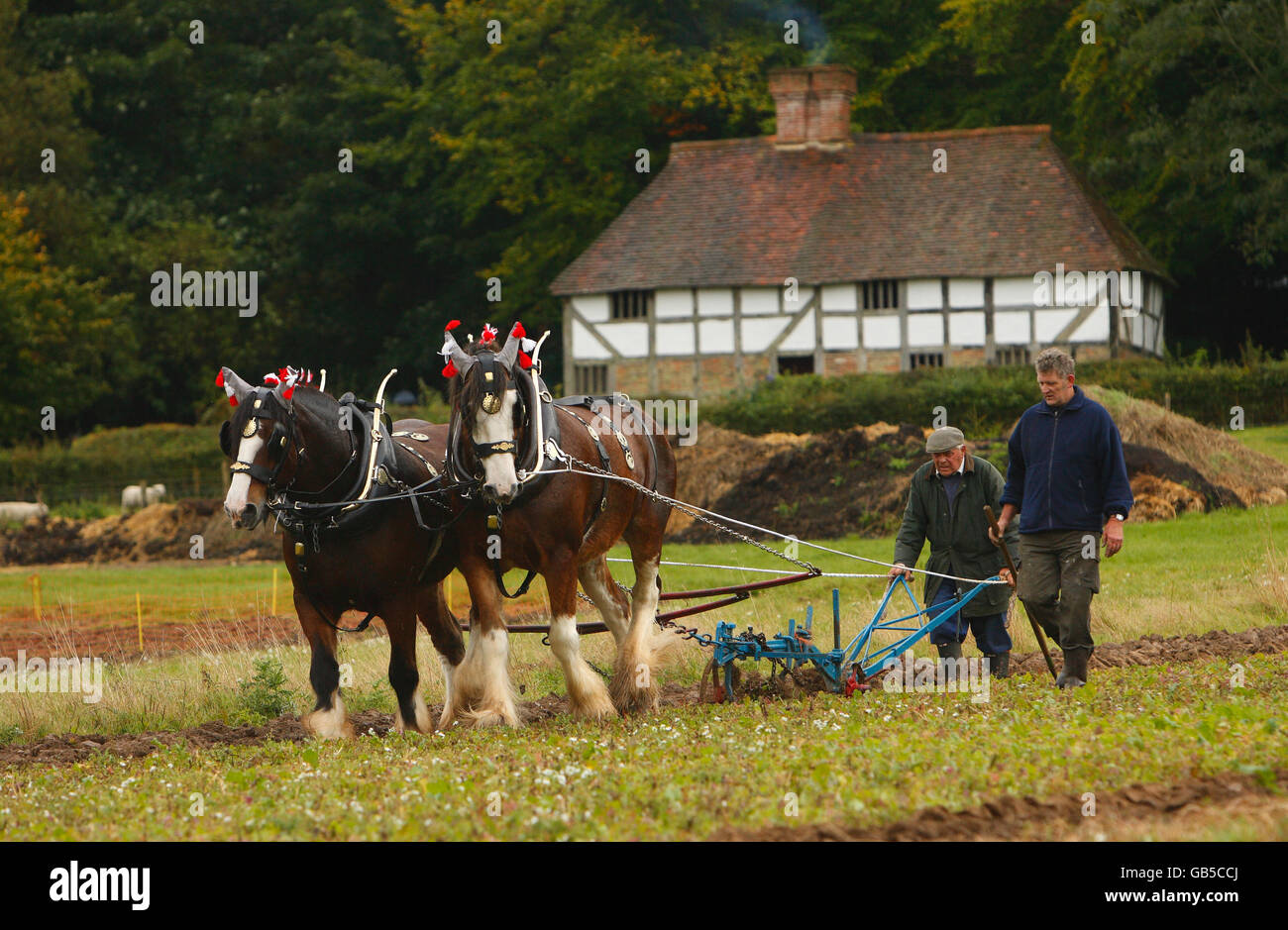 Heavy horse handler and ploughing champion Charlie Coffin from Salisbury steers his Shire horses Duke and Dan during a ploughing display, part of the Autumn Countryside Show at the Weald and Downland Open Air Museum at Singleton, West Sussex Stock Photo