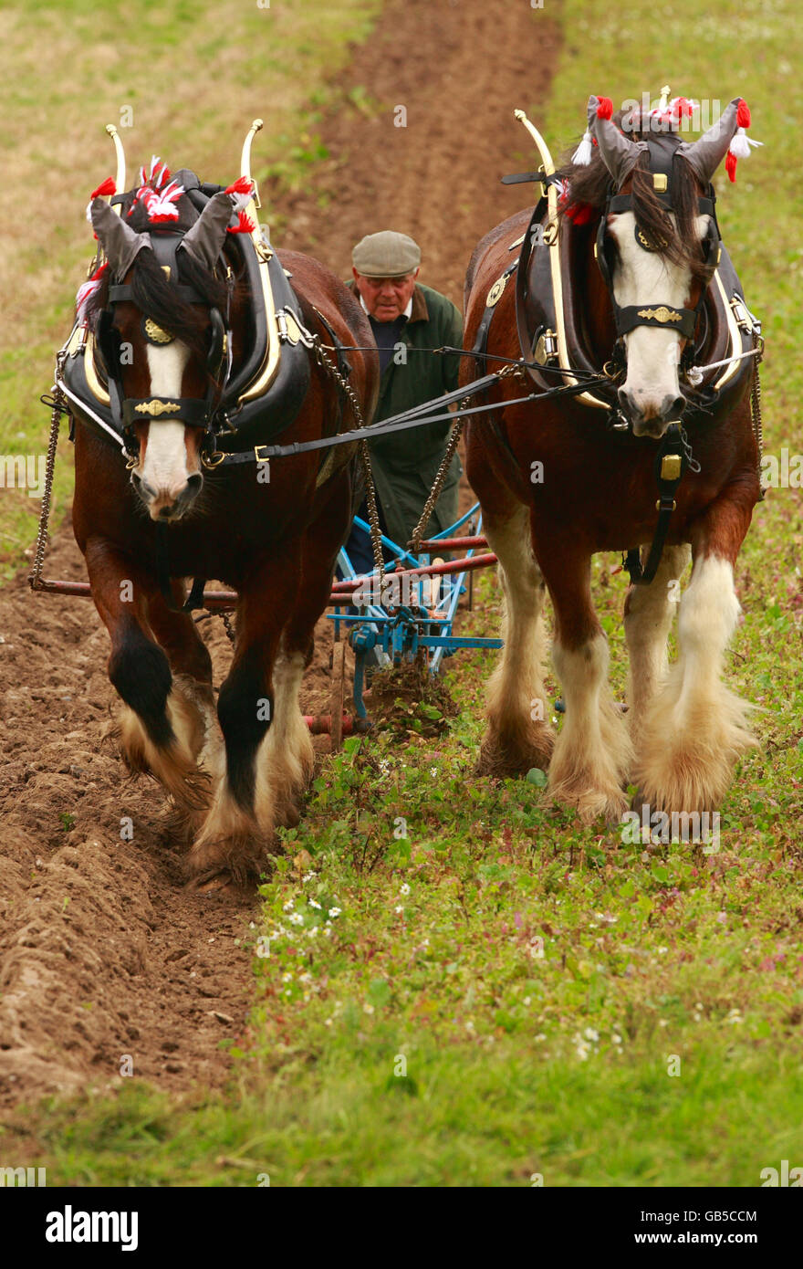 Heavy horse handler and ploughing champion Charlie Coffin from Salisbury steers his Shire horses Duke and Dan during a ploughing display, part of the Autumn Countryside Show at the Weald and Downland Open Air Museum at Singleton, West Sussex Stock Photo