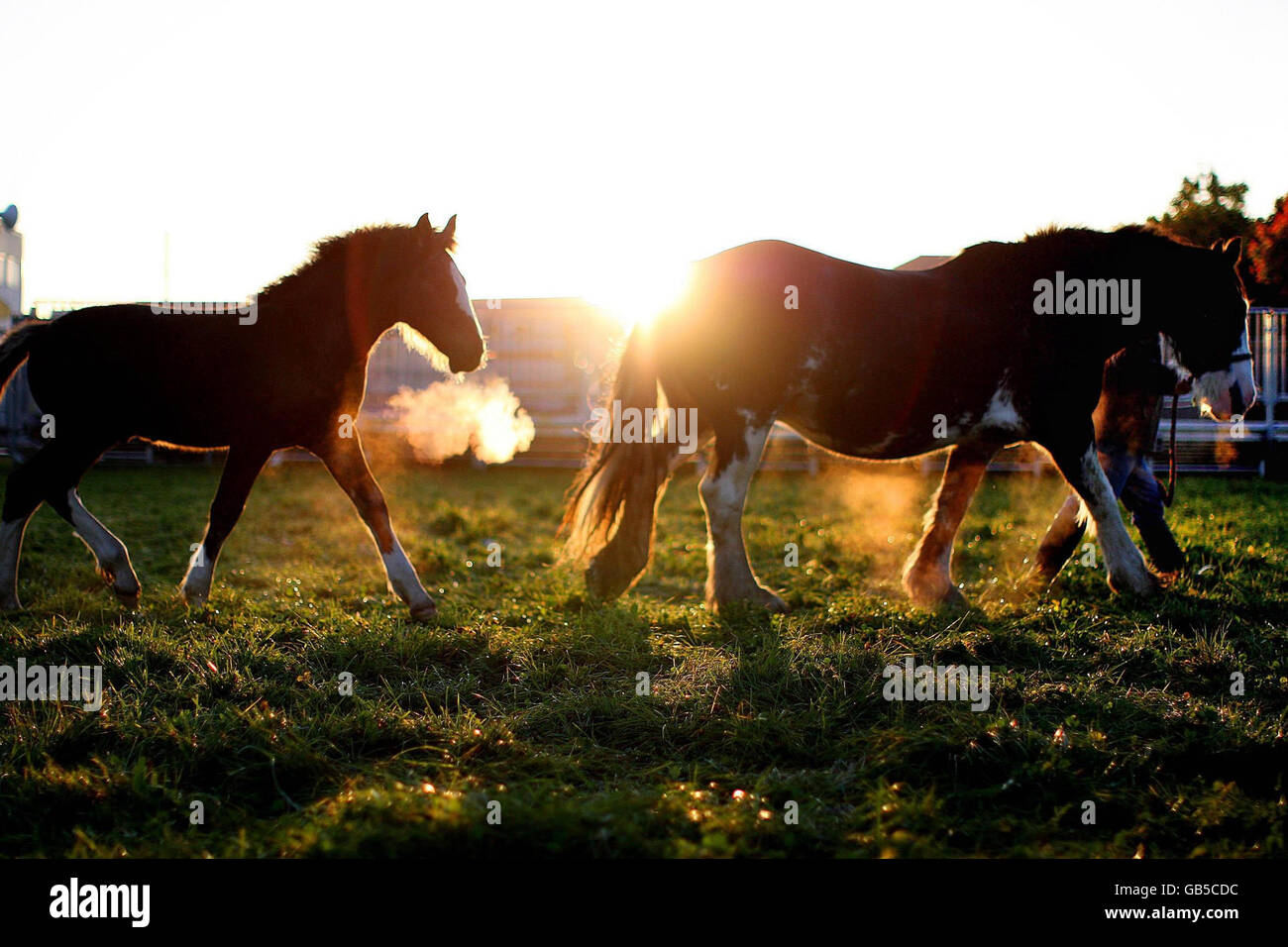 Ballinasloe horse fair Stock Photo Alamy