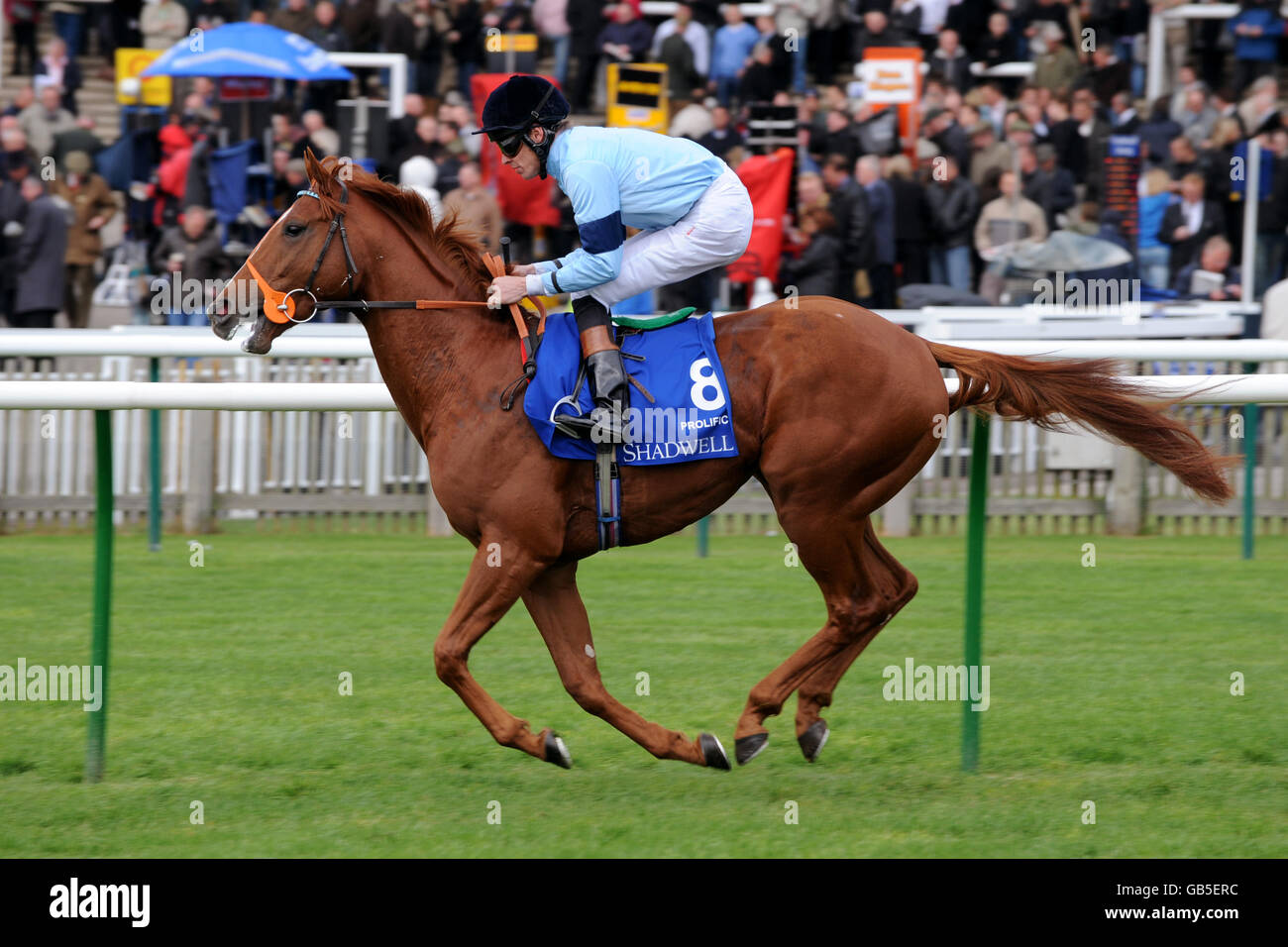 Horse Racing - Cambridgeshire Meeting - Newmarket. Prolific ridden by Richard Hughes going to post for the Shadwell Middle Park Stakes at Newmarket Stock Photo