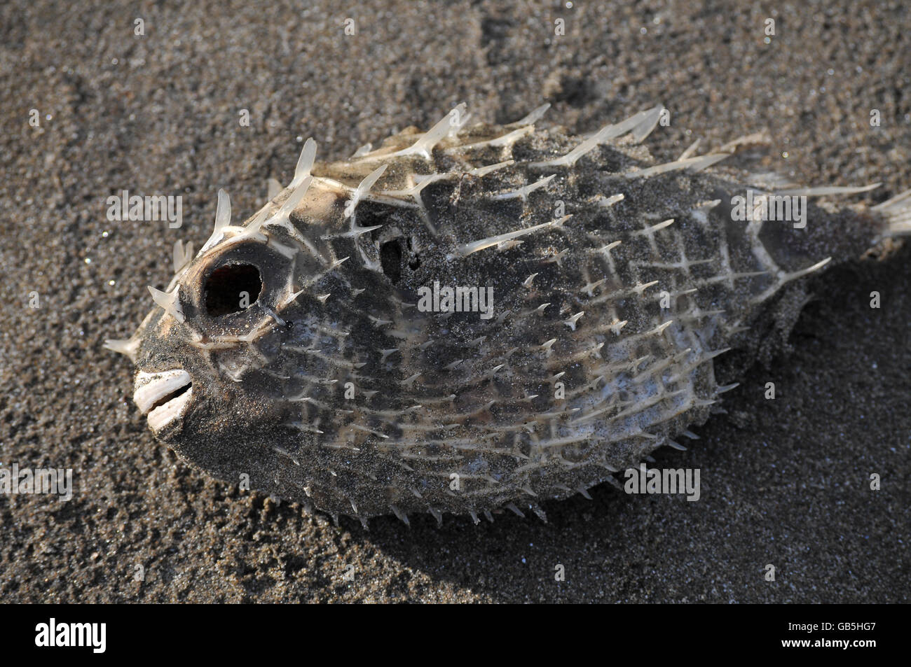 Dead puffer fish on beach hires stock photography and images Alamy