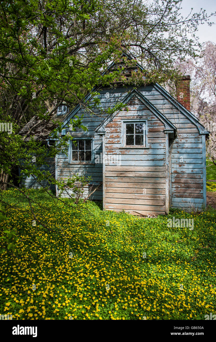 Weathered Blue Cottage And Yellow Spring Wildflowers In Lancaster