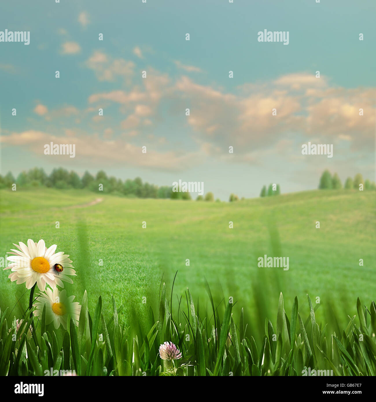 Seasonal backgrounds. Beauty summer field with green grass, wild flower ...