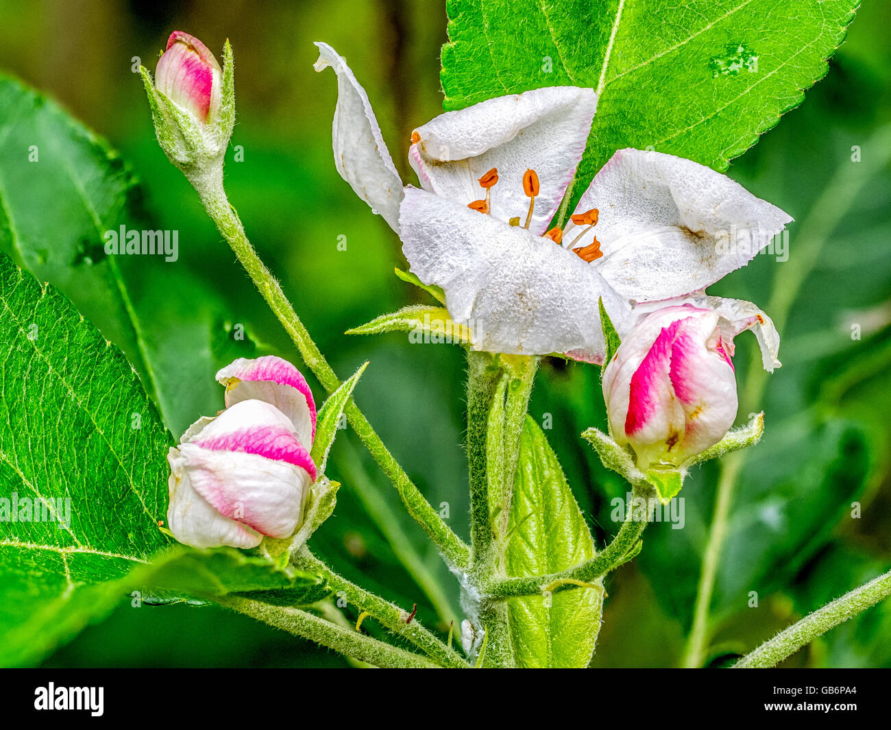 Almond Tree Bloom Stock Photo