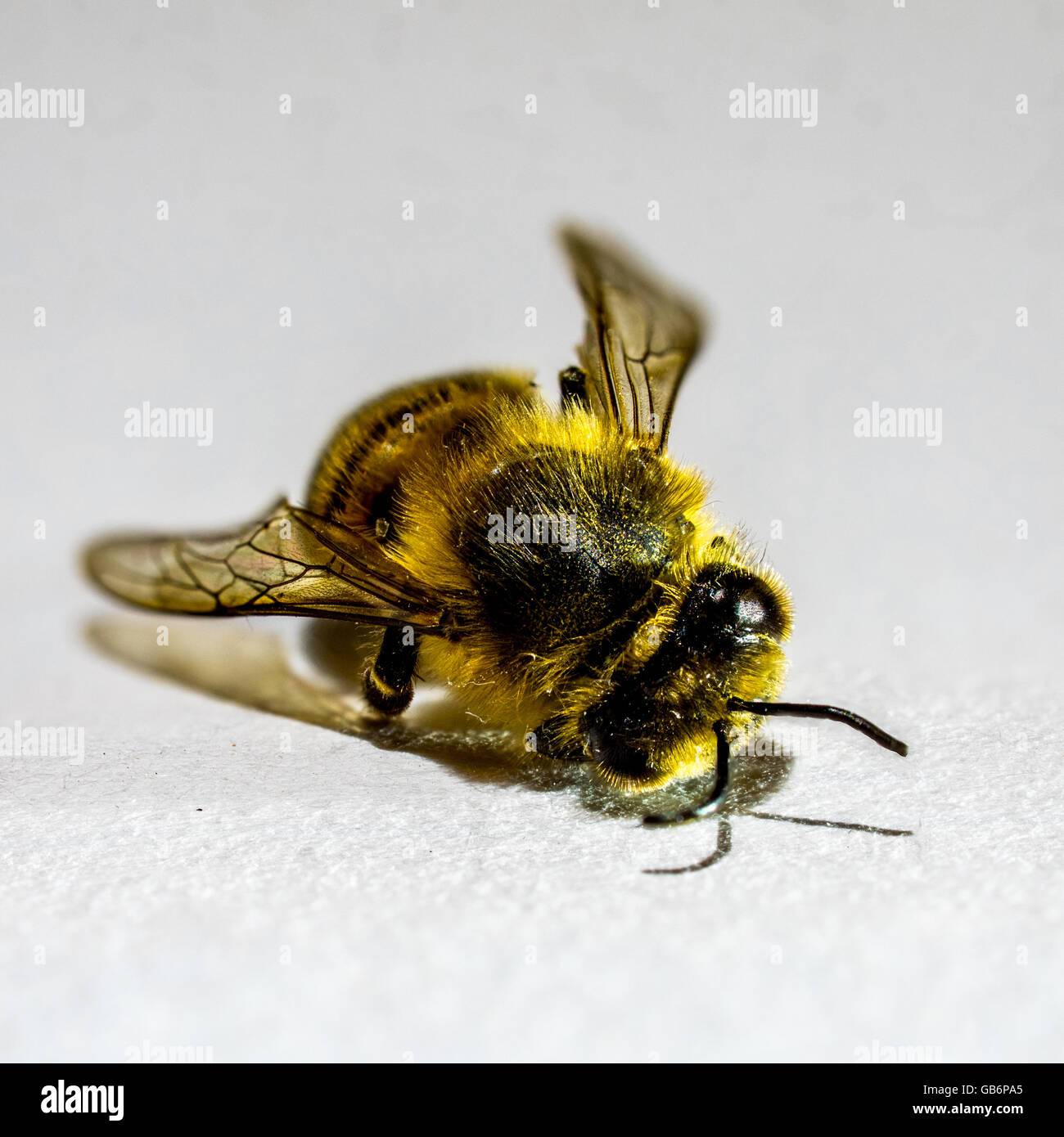 Dead Bee 1 Stock Photo