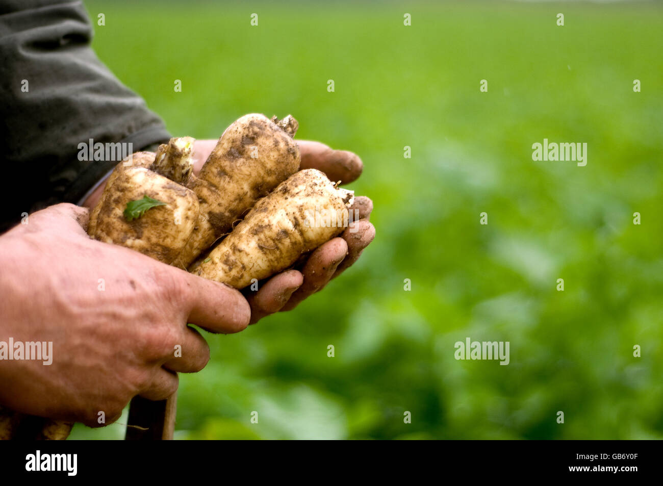 Parsnip harvest Knights Farms Kings Lynn Stock Photo Alamy