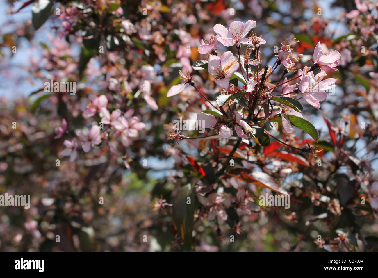 Closeup of the flowers on a crabapple tree in Chicago, IL, USA Stock