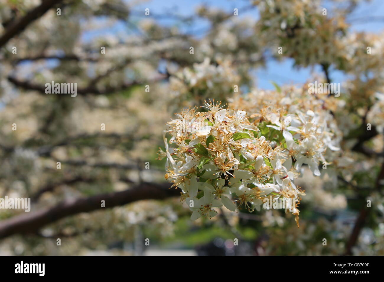 Bronzeville chicago hires stock photography and images Alamy