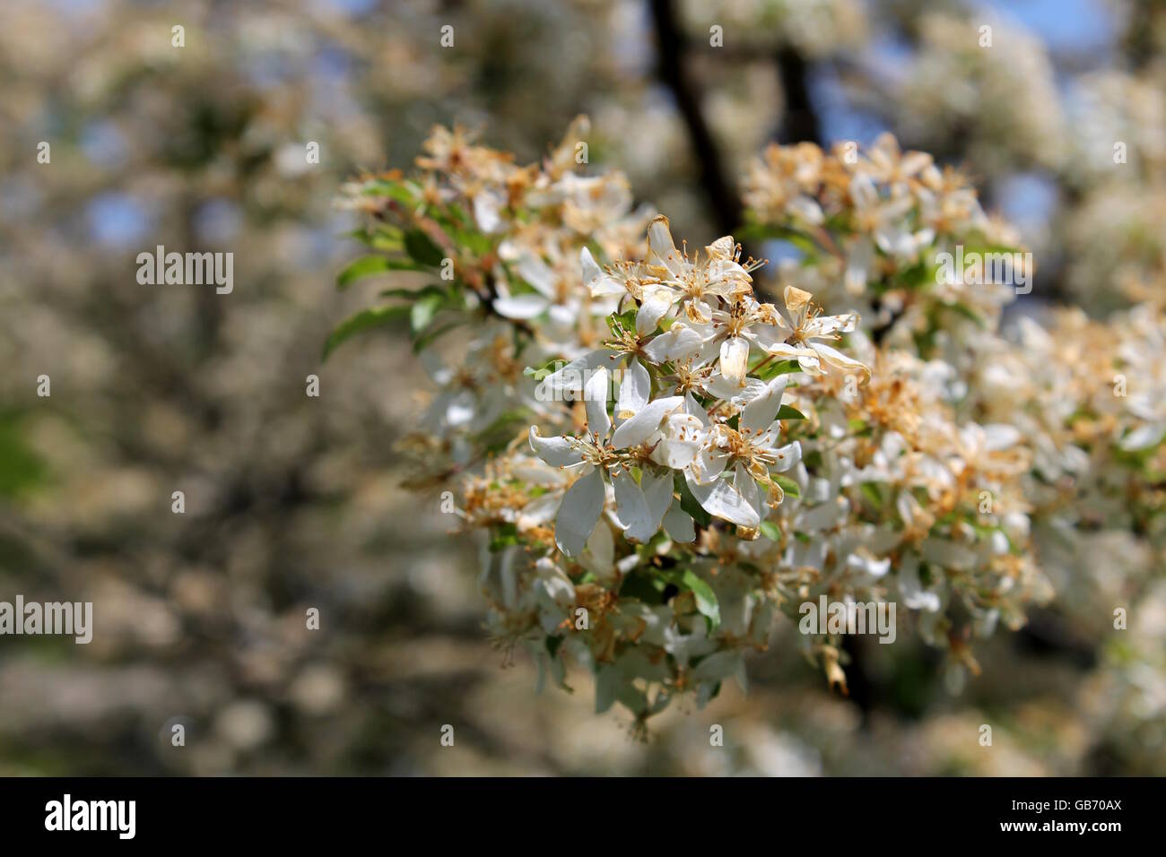 White flowers on a tree on the Chicago Lakefront Stock Photo Alamy