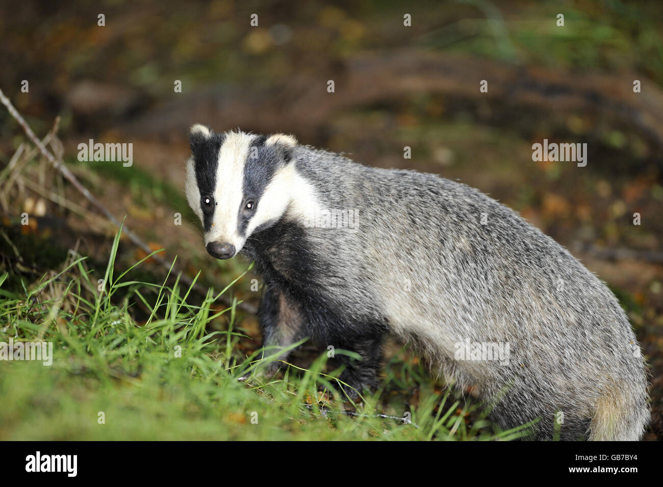 A wild badger family taken in woodland near Stoodleigh from a badger
