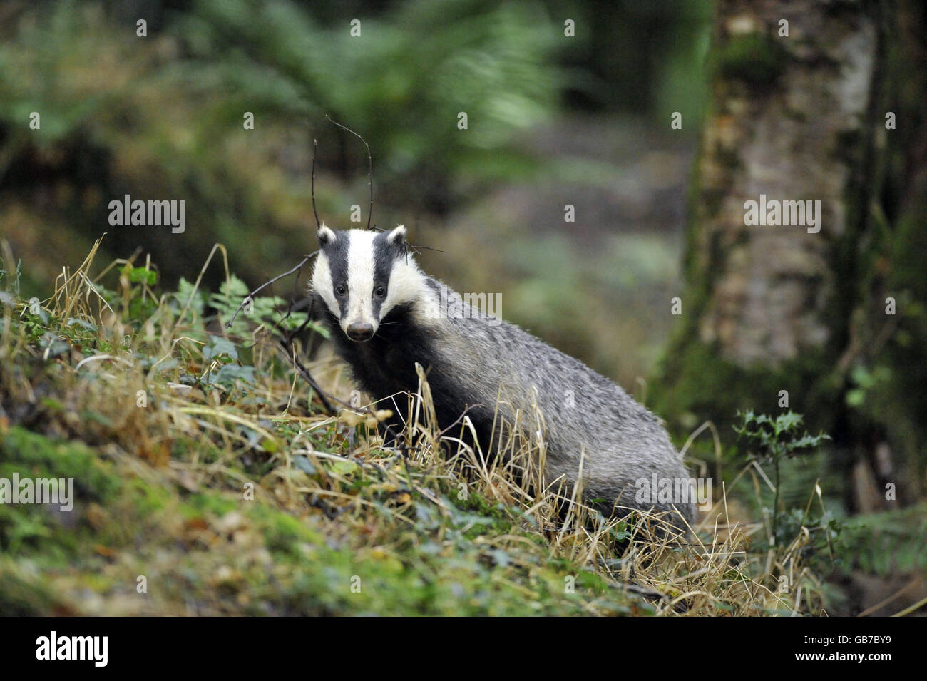 Animals - Badger Stock Photo - Alamy